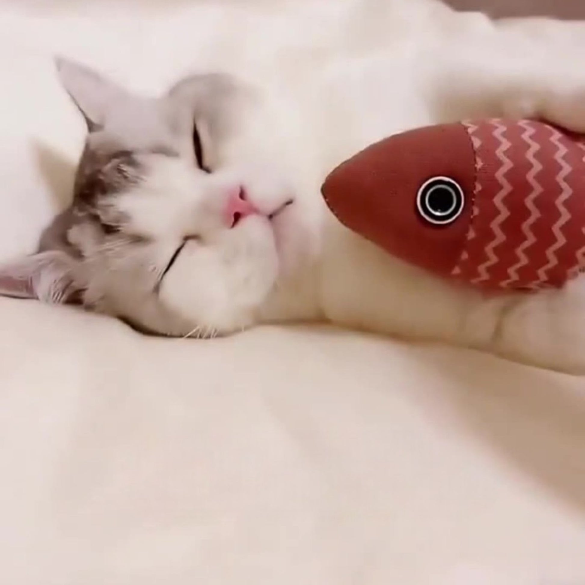 子猫用おもちゃ 歯の成長をサポート