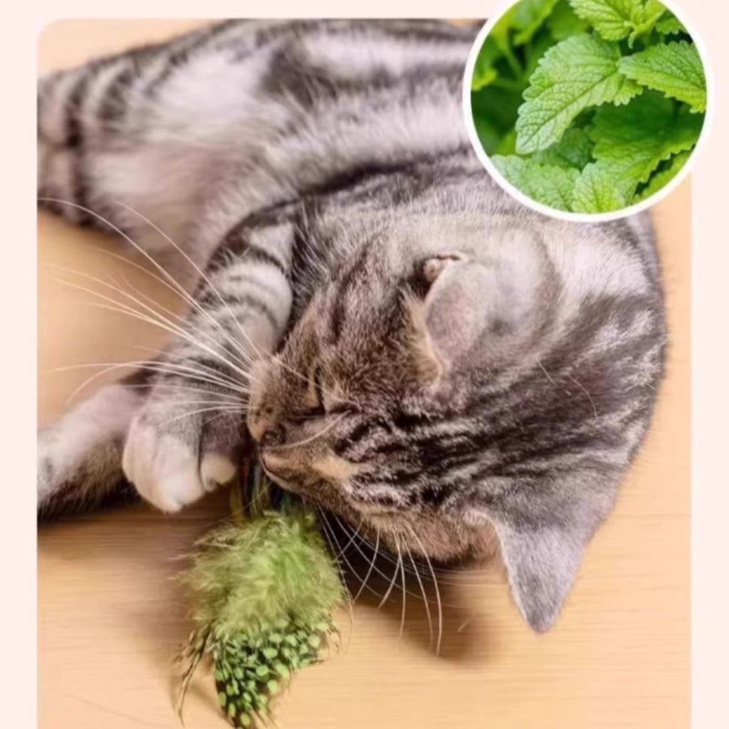 ペット用おもちゃ　ピヨピヨリーナ