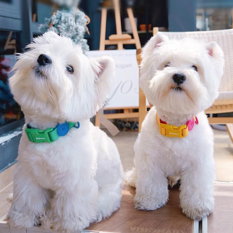 ペット用 COLLAR 首輪