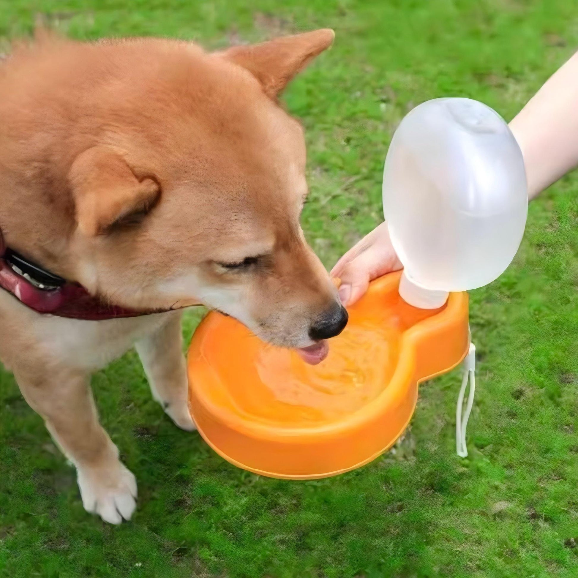 ペット用携帯給水機