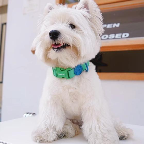 ペット用 COLLAR 首輪